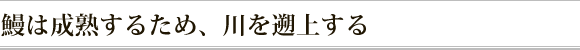 鰻は成熟するため、川を遡上する