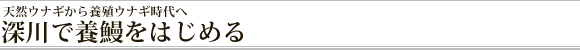天然ウナギから養殖ウナギ時代へ　深川で養鰻をはじめる